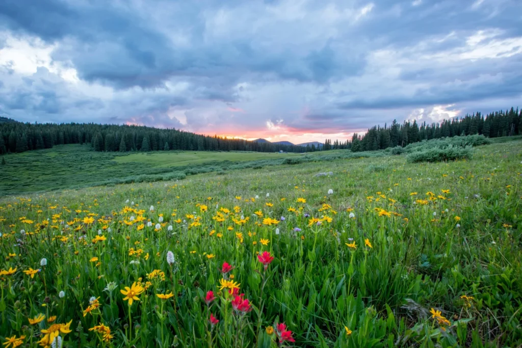 A sweeping green alpine meadow filled with vibrant yellow and bright red wildflowers under a cloudy sky at sunset. Dense evergreen forests line the distant rolling hills beneath a soft orange and pink horizon.
